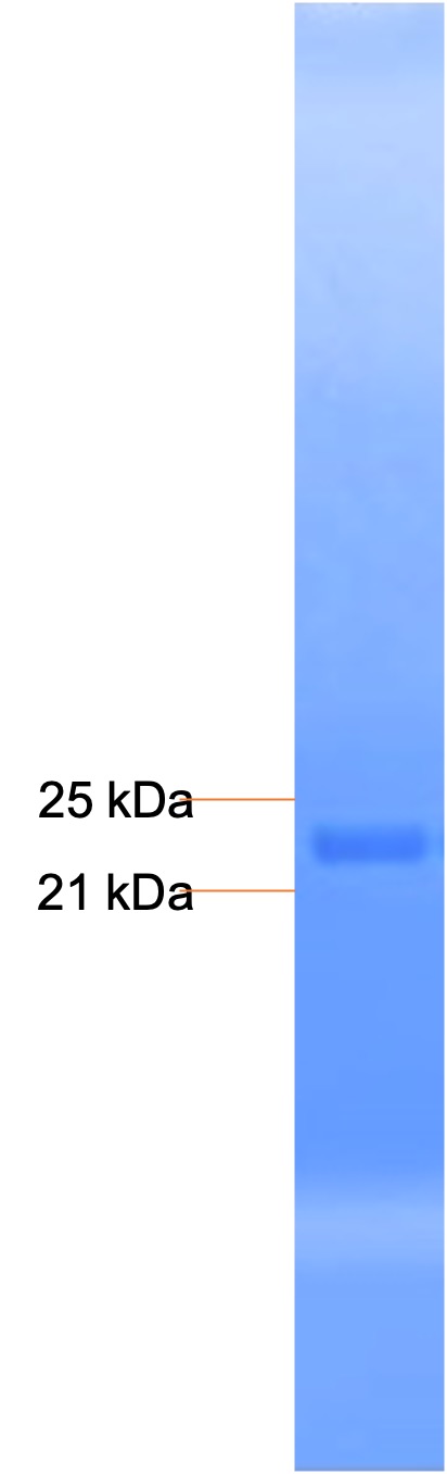 Bcl-XL Recombinant Protein